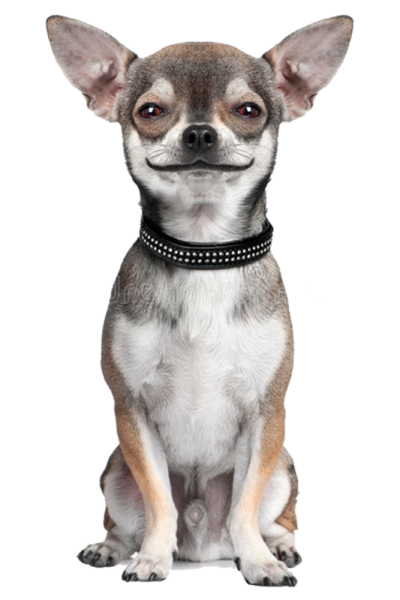 One-on-One Chihuahua